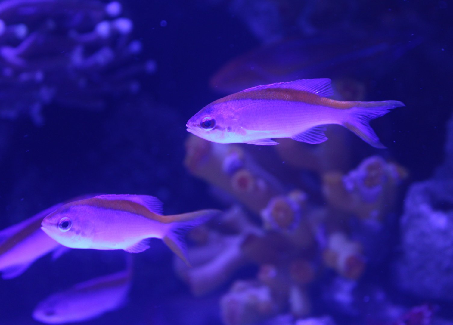 Psuedanthias tuka - females