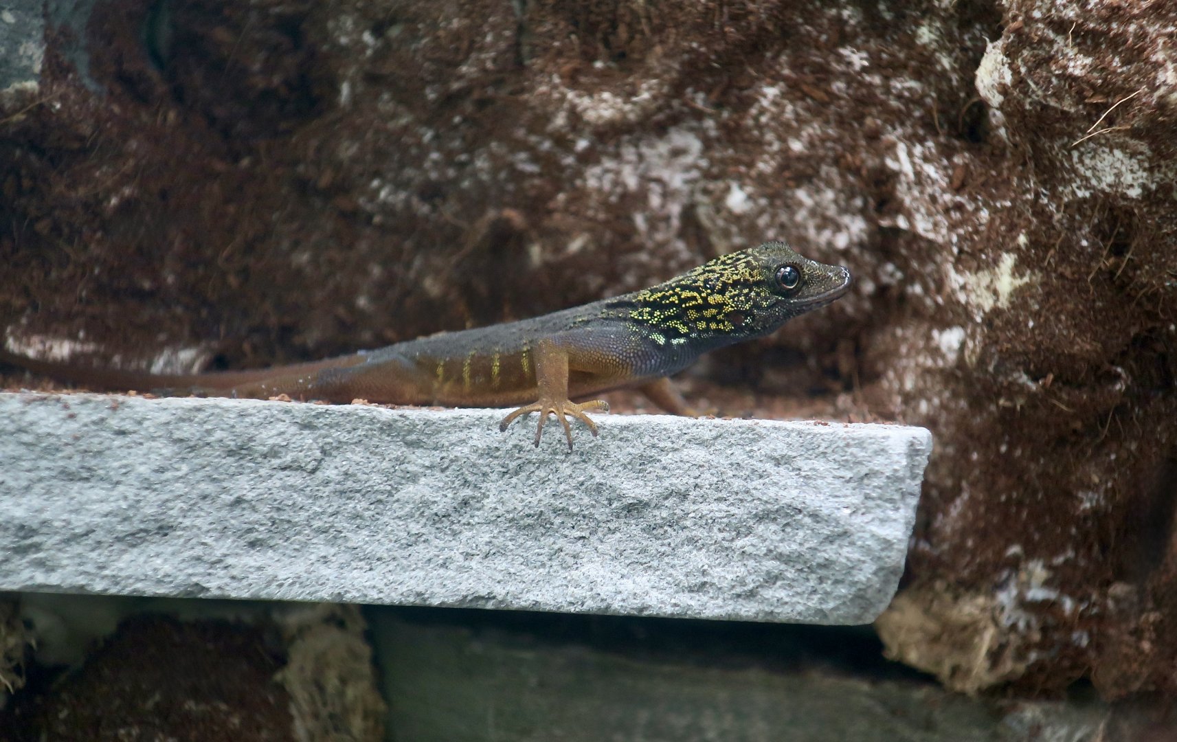 Psychedelic Rock Gecko (Cnemapsis psychedelica) - The Gecko Gallery NYC