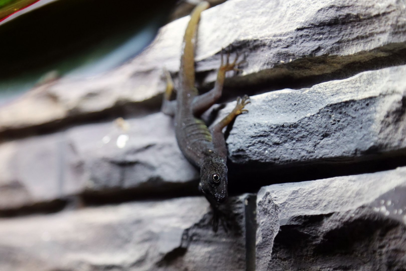 Psychedelic Rock Gecko (Cnemaspis psychedelica)