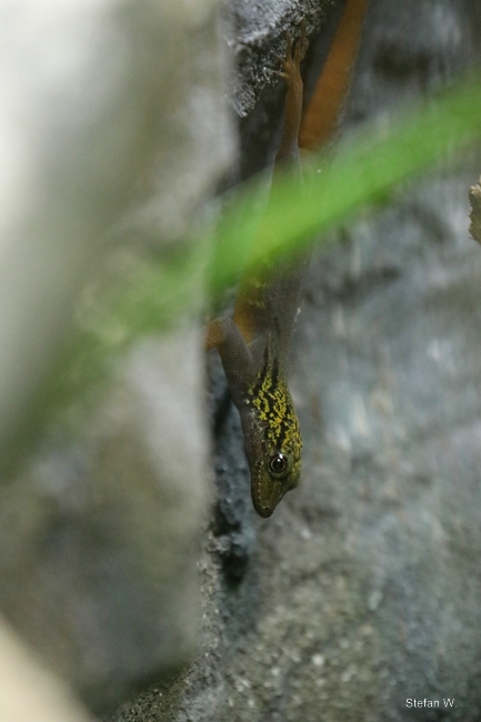 Psychedelic rock gecko (Cnemaspis psychedelica)