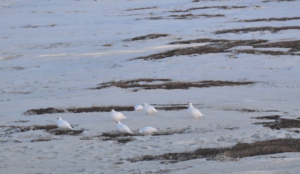 Ptarmigan - Alaska