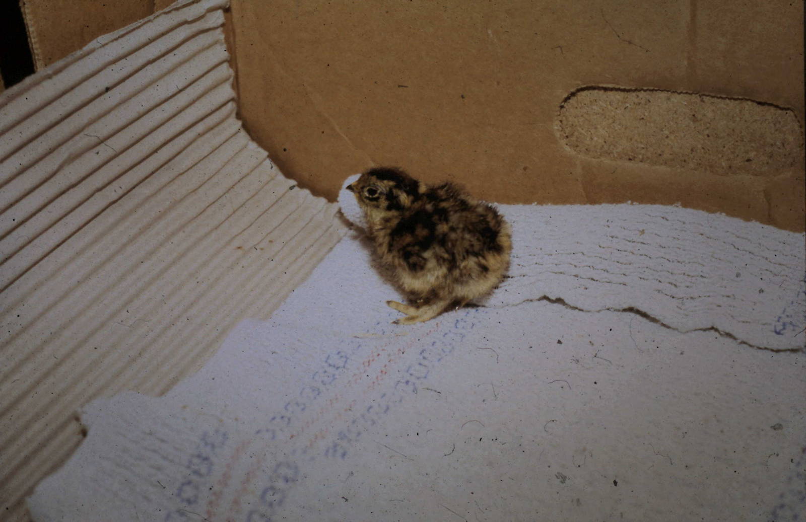 ptarmigan chick