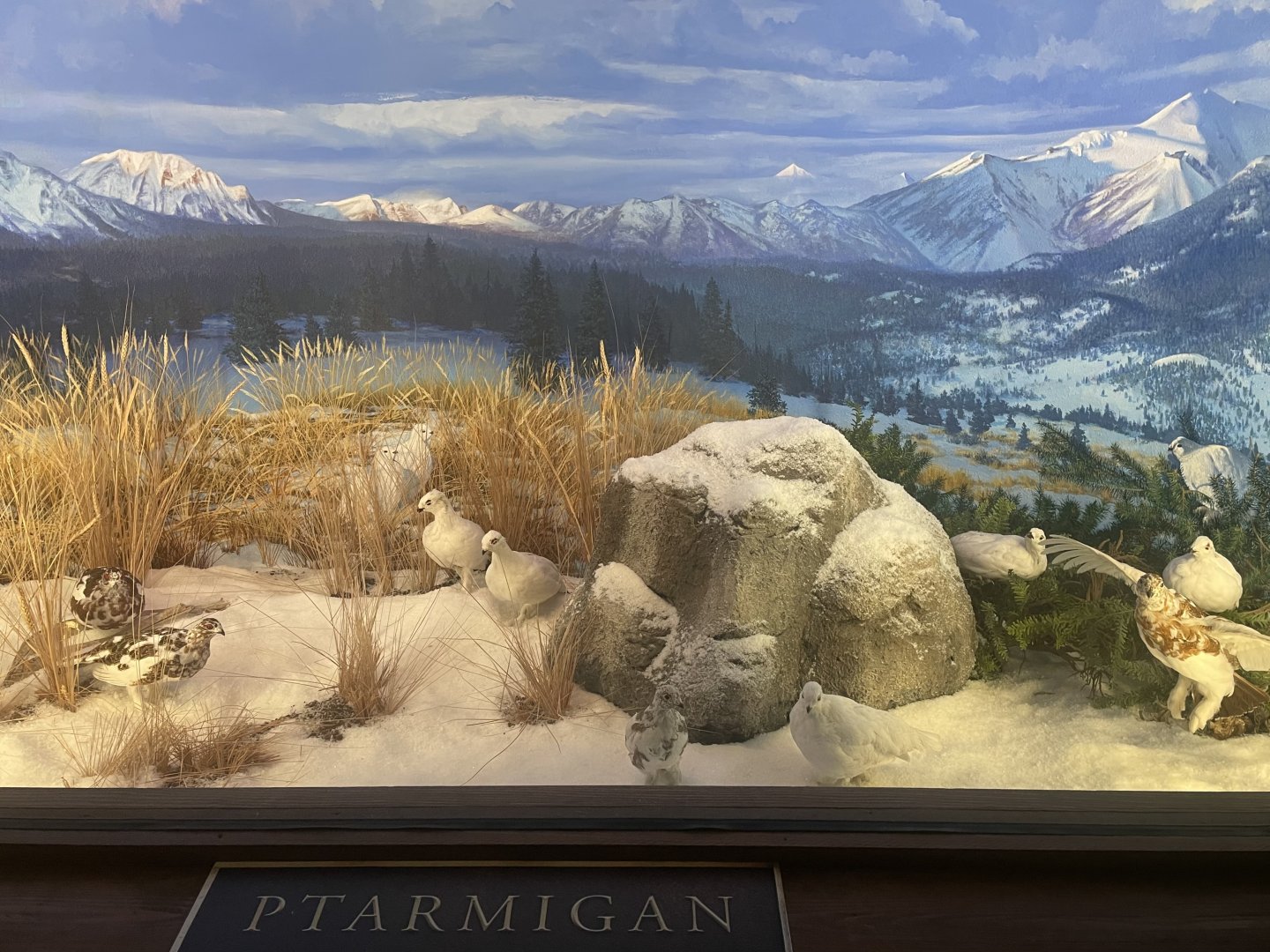 Ptarmigan Diorama