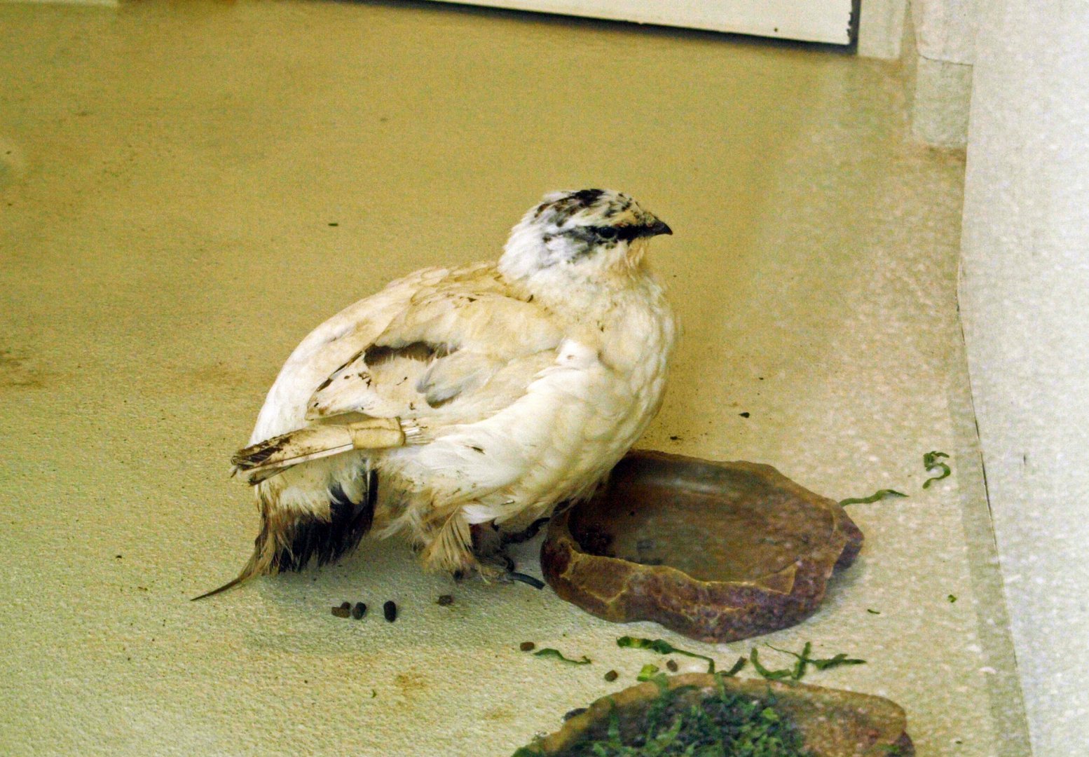 Ptarmigan