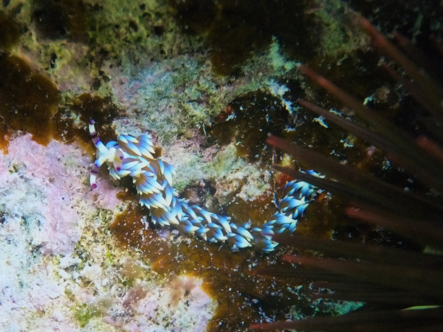 Pteraeolidia ianthina