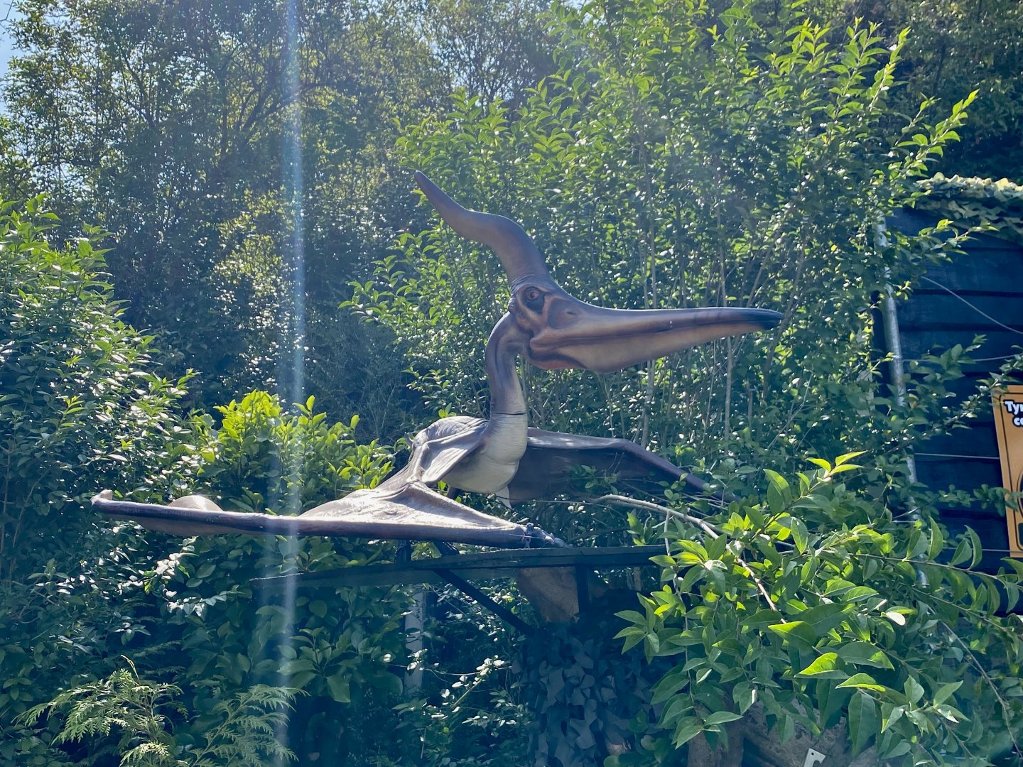 Pteranodon - August 2024