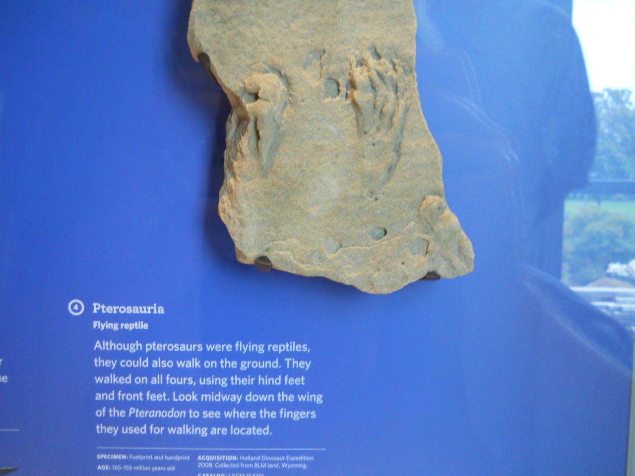 Pteranodon footprint and handprint