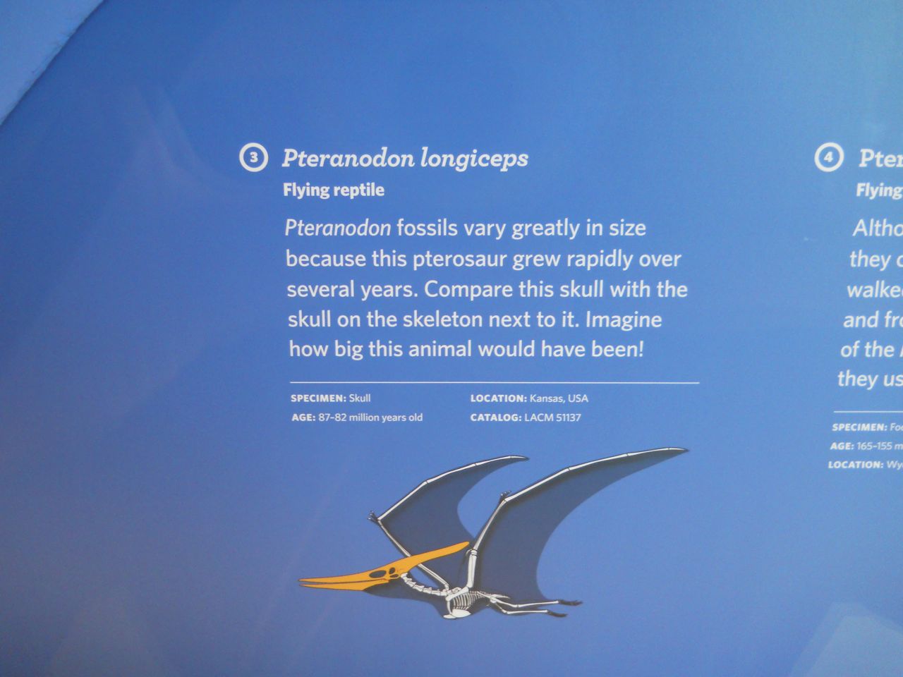 Pteranodon info
