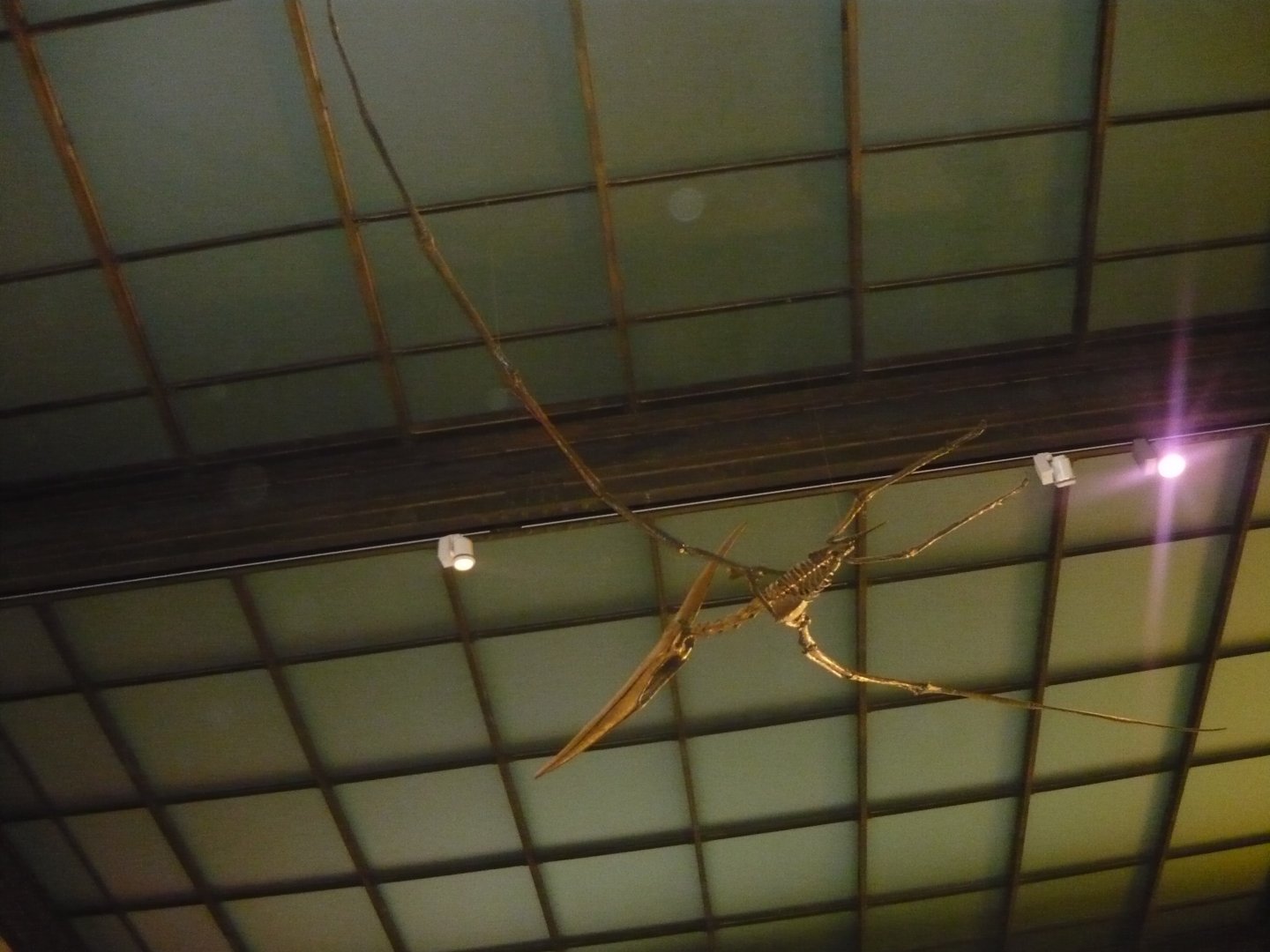 Pteranodon skeleton