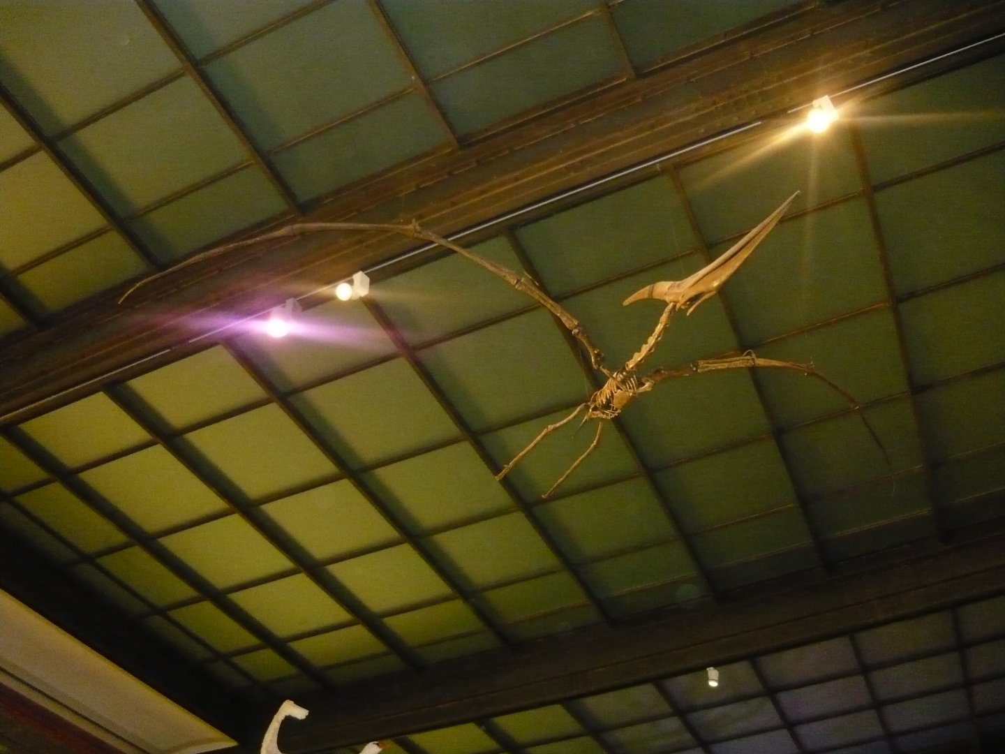 Pteranodon skeleton