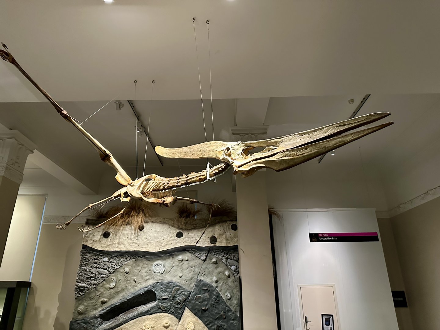 Pteranodon (Skeleton)