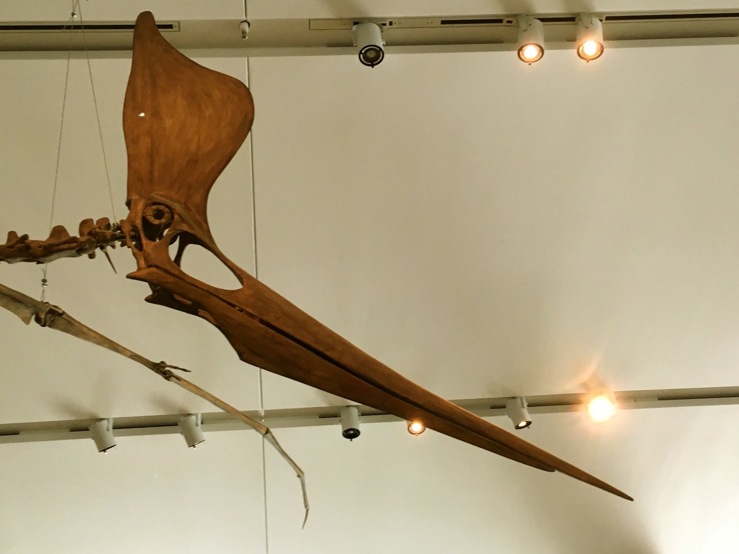 Pteranodon Sternbergi Closeup