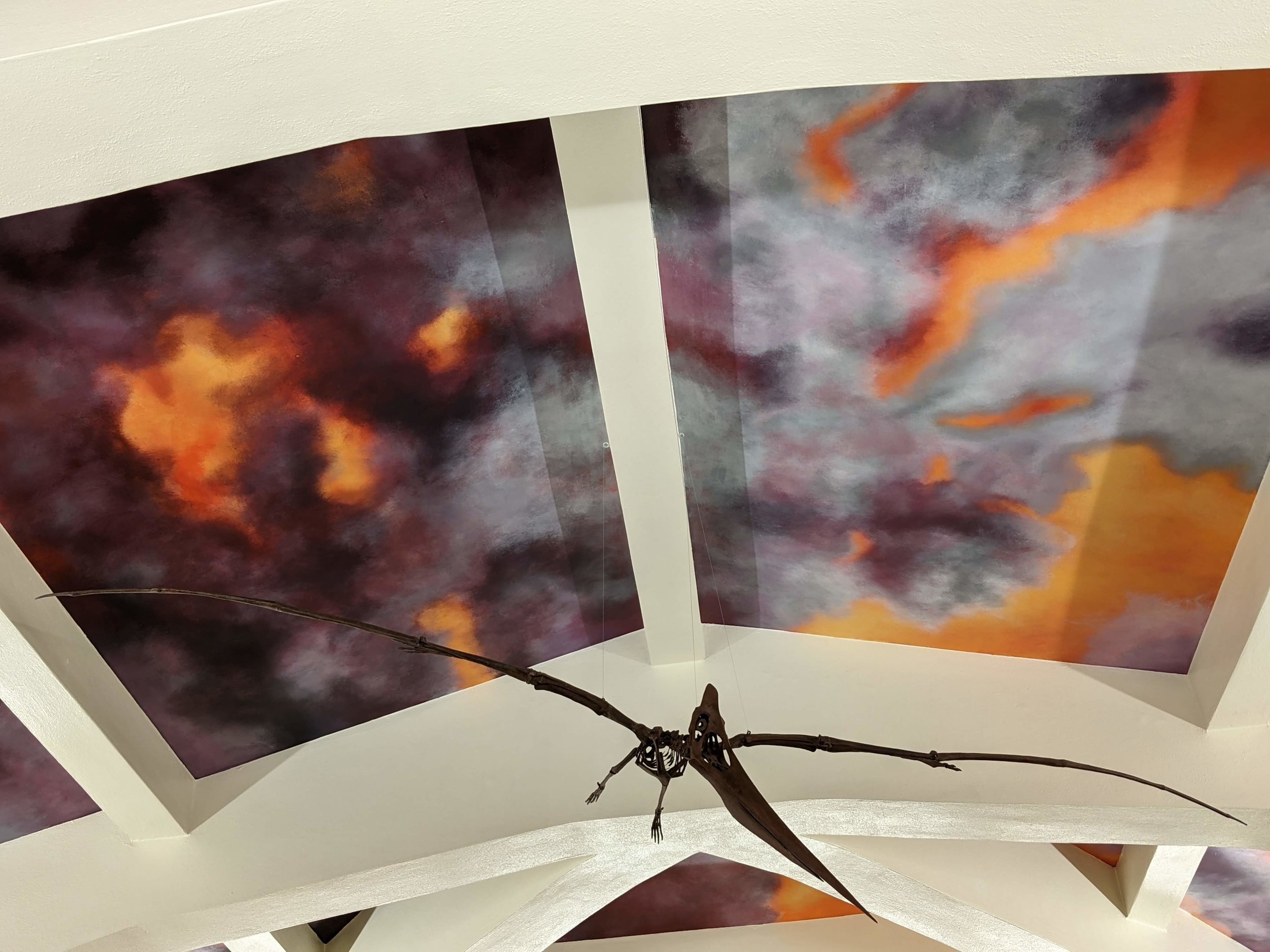 Pteranodon sternbergi skeleton