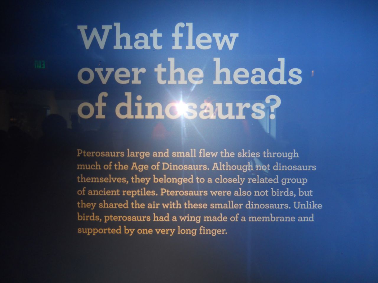 Pteranodons explained