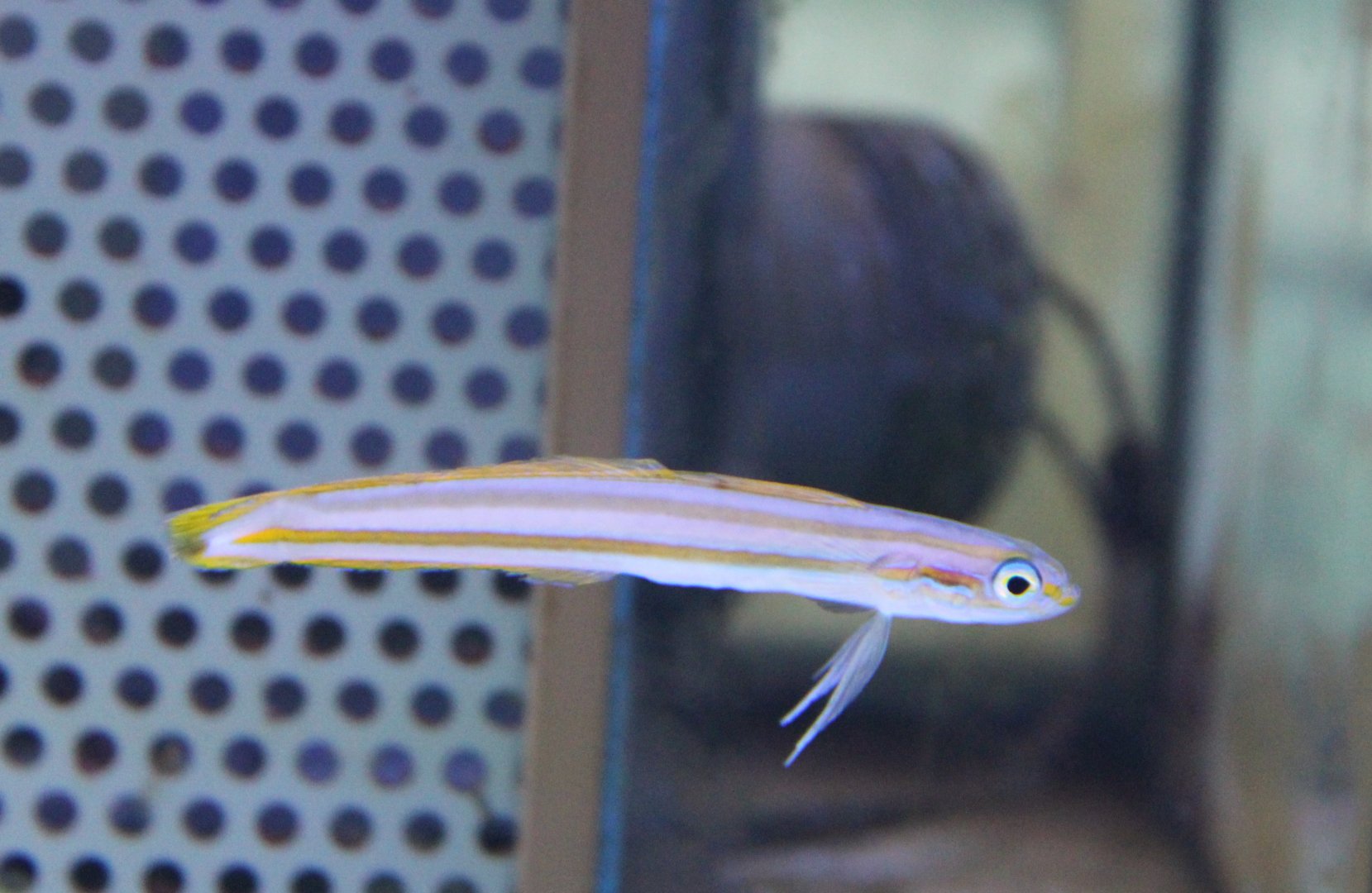 Ptereleotris grammica