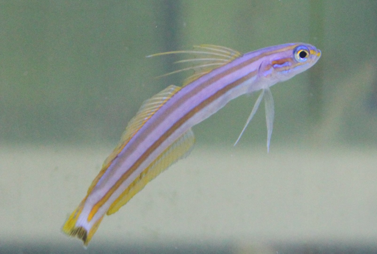 Ptereleotris grammica