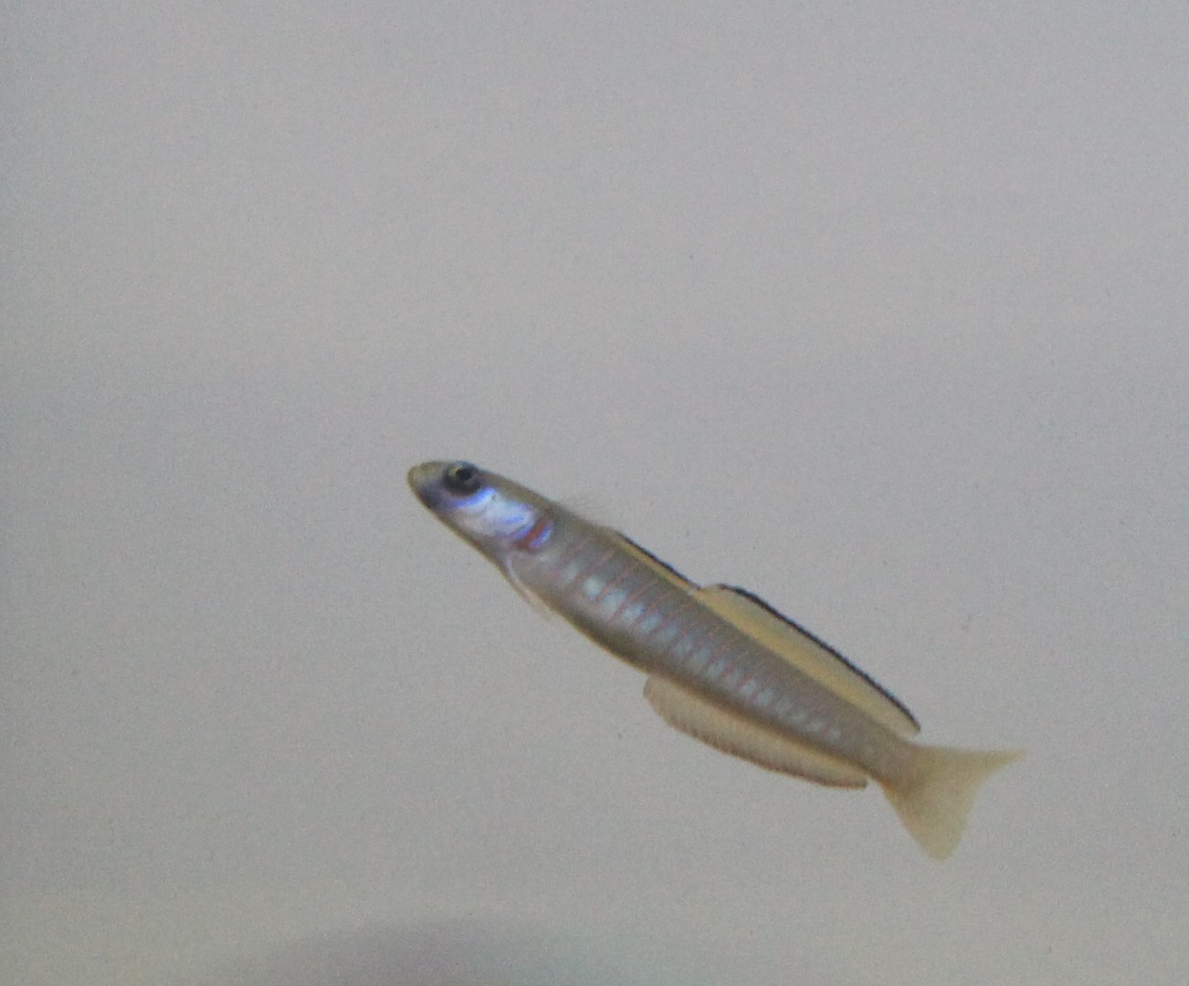 Ptereleotris zebra- Zebra dartfish