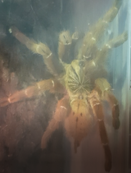 Pterinochilus murinus