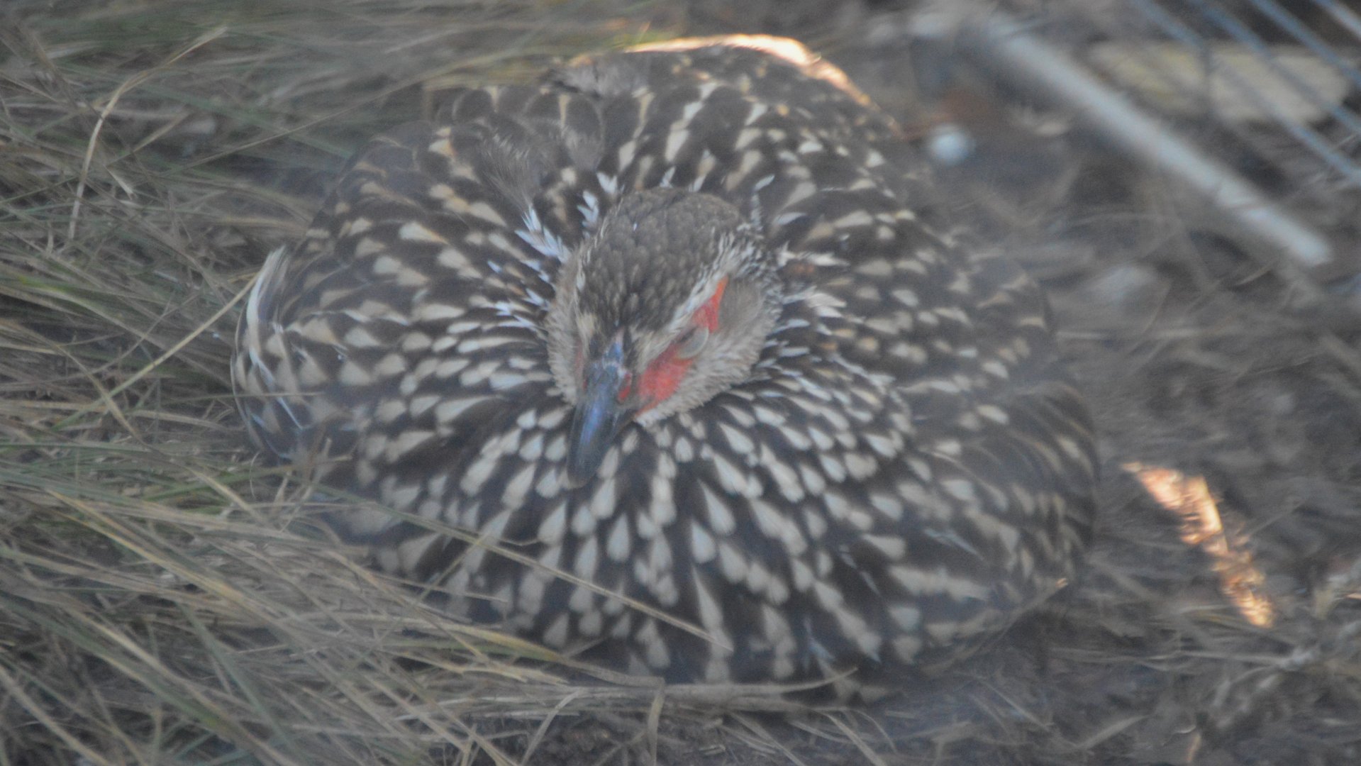 Pternistis leucoscepus