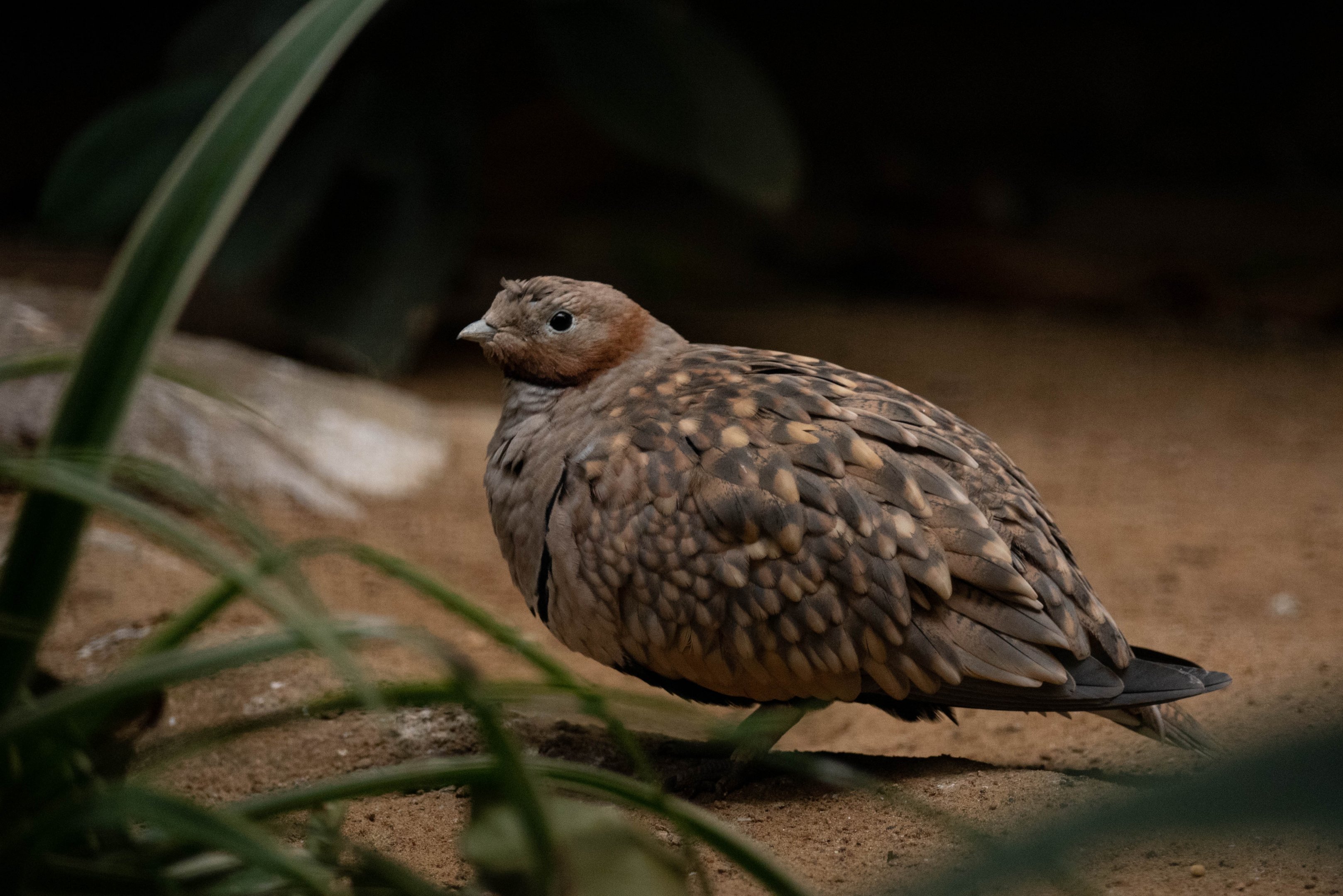 Pterocles orientalis - Black-bellied sandgrouse