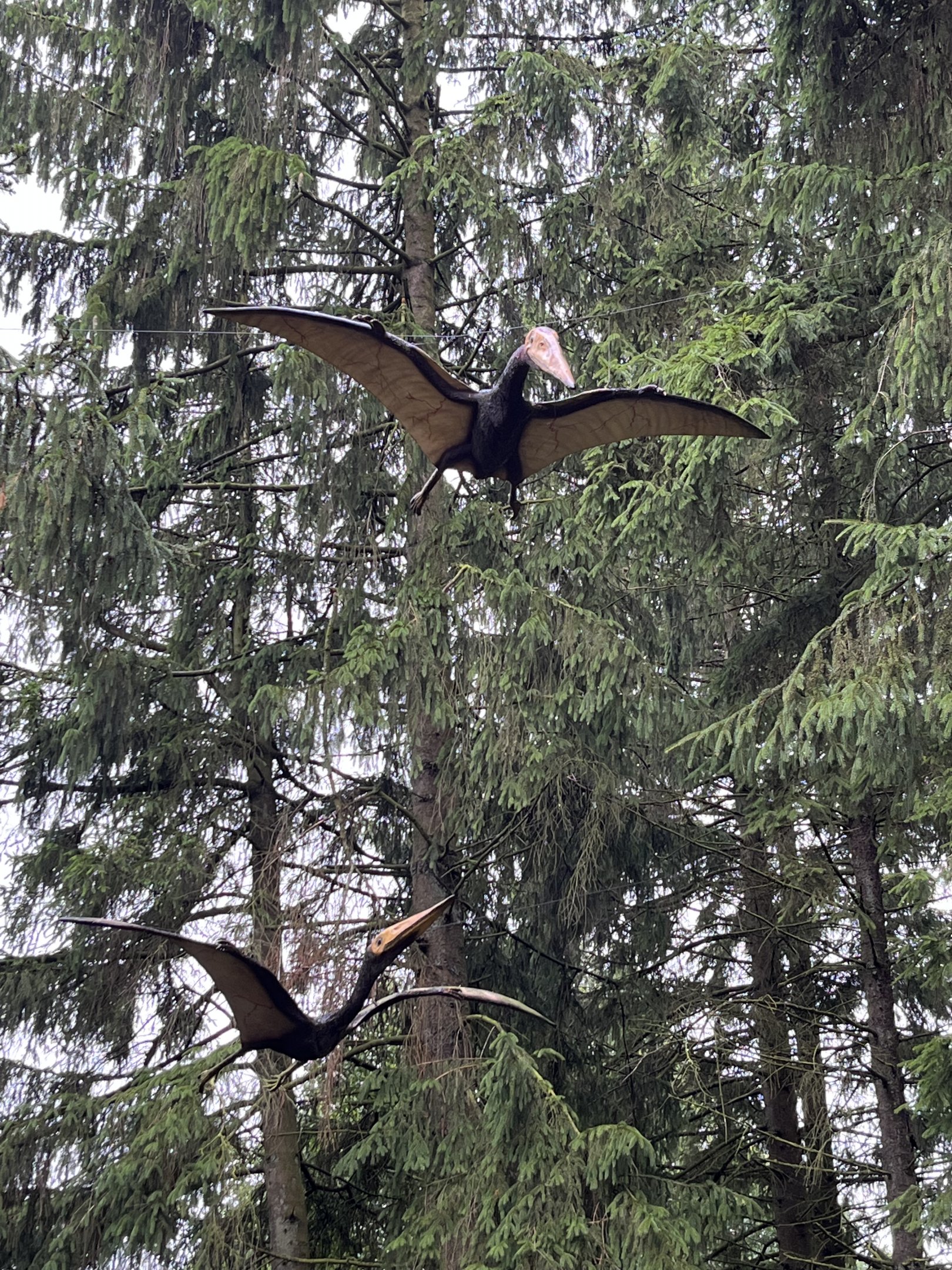 Pterodactyls