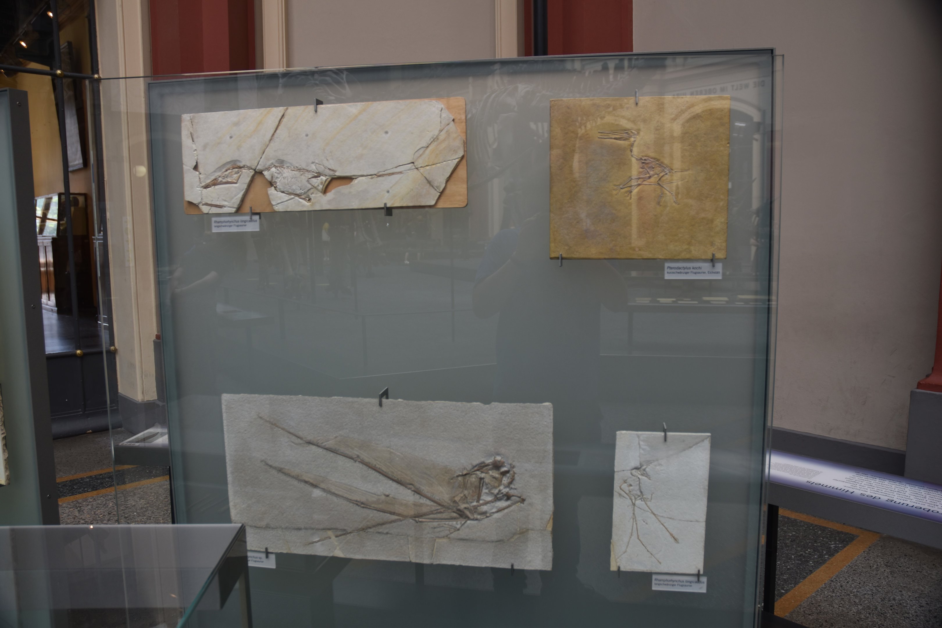Pterodactylus and Rhamphorhynchus Specimens, Museum für Naturkunde, Berlin, 7th June 2023