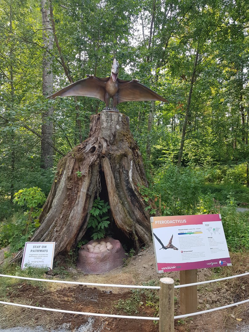 Pterodactylus Display