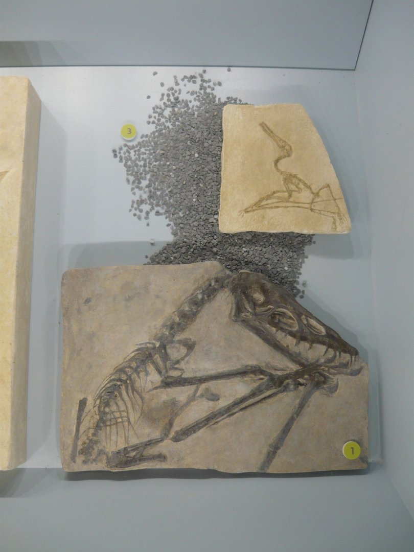 Pterodactylus elegans and Scaphognathus crassirostris