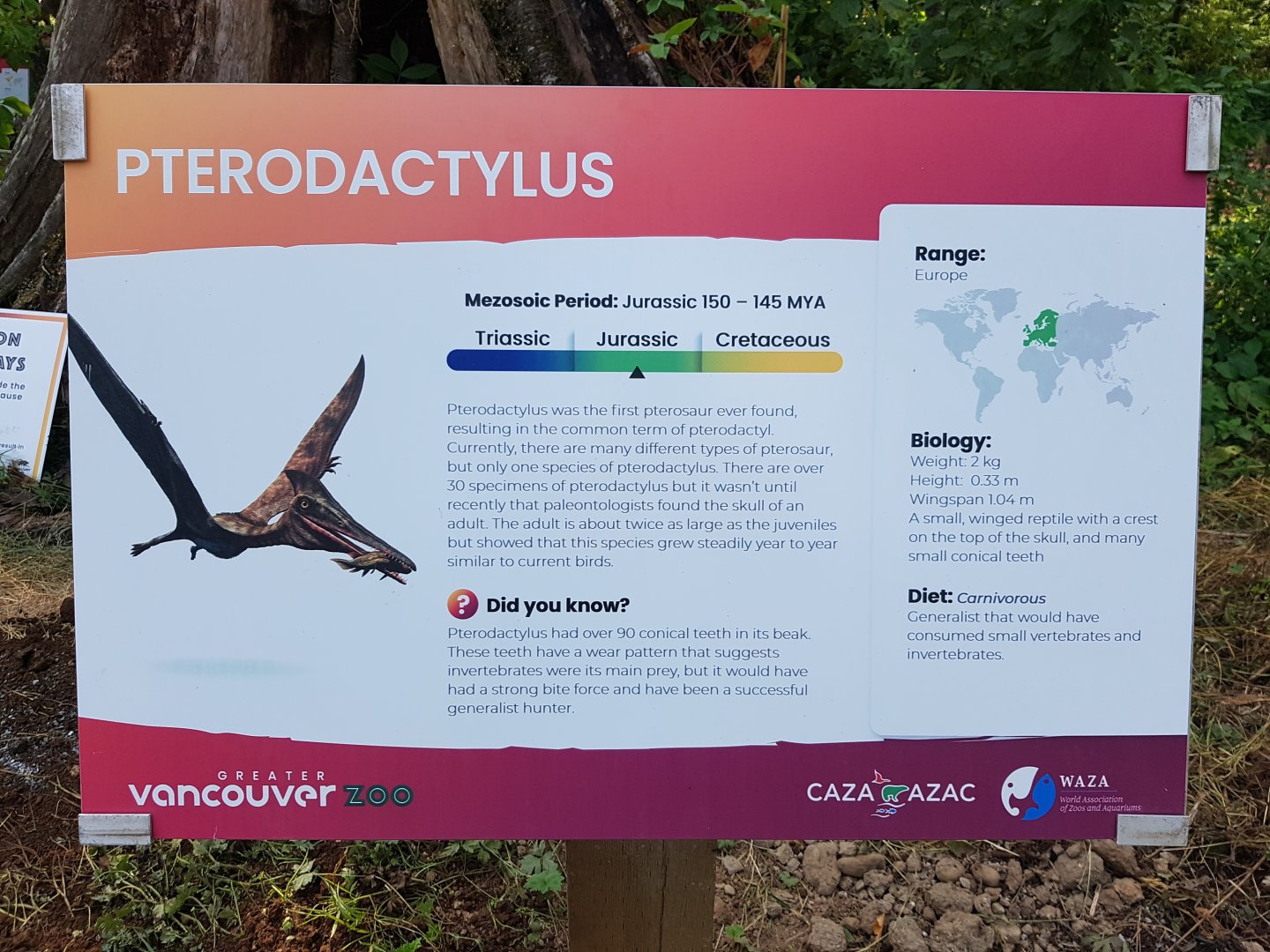 Pterodactylus Sign