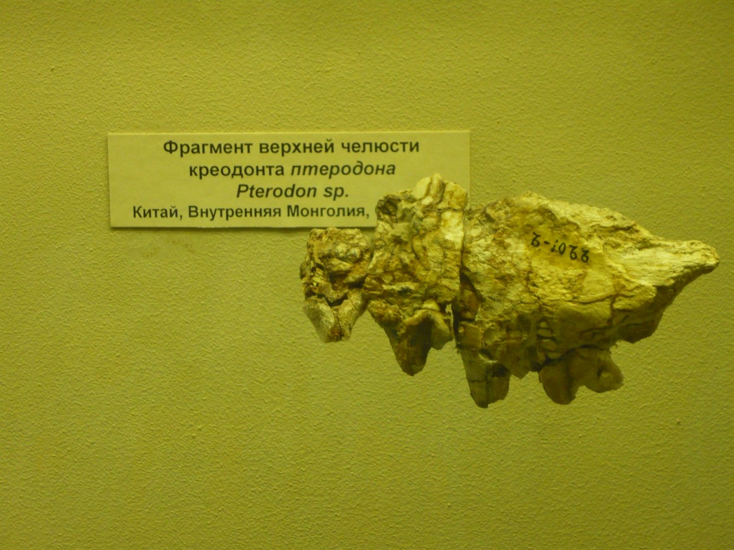 Pterodon sp. upper jaw fragment