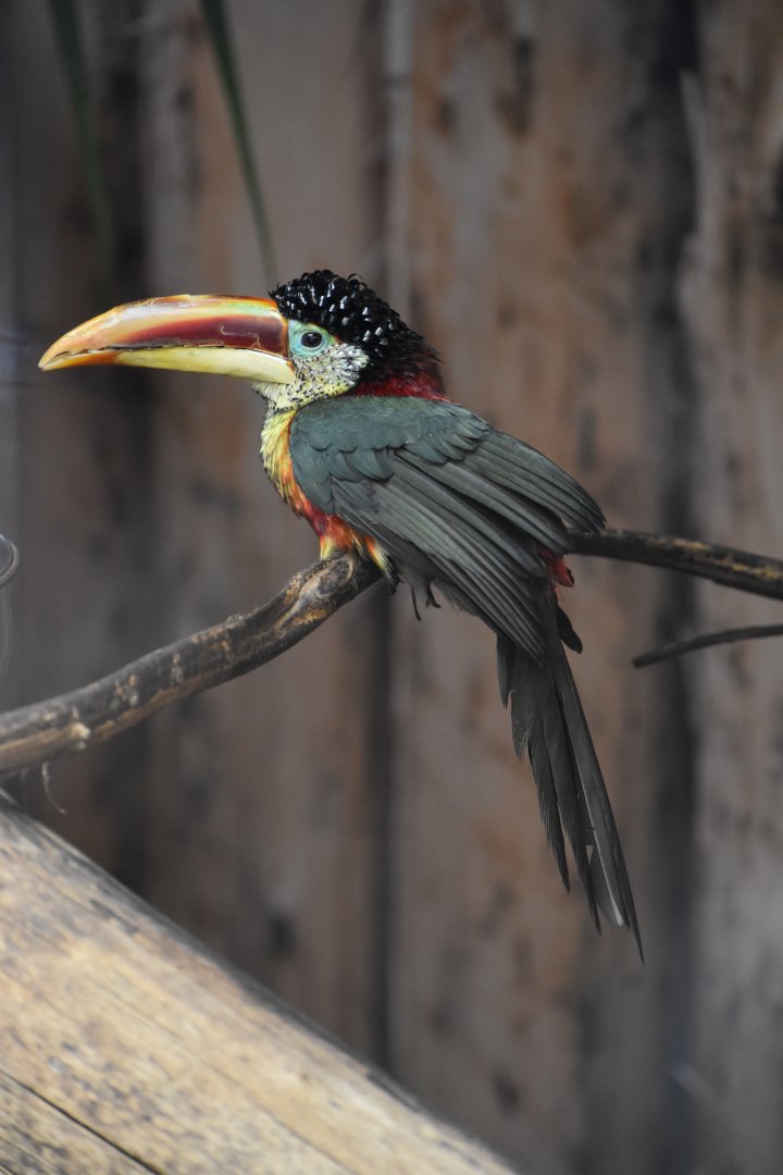 Pteroglossus beauharnaisii - Curl-crested Aracari