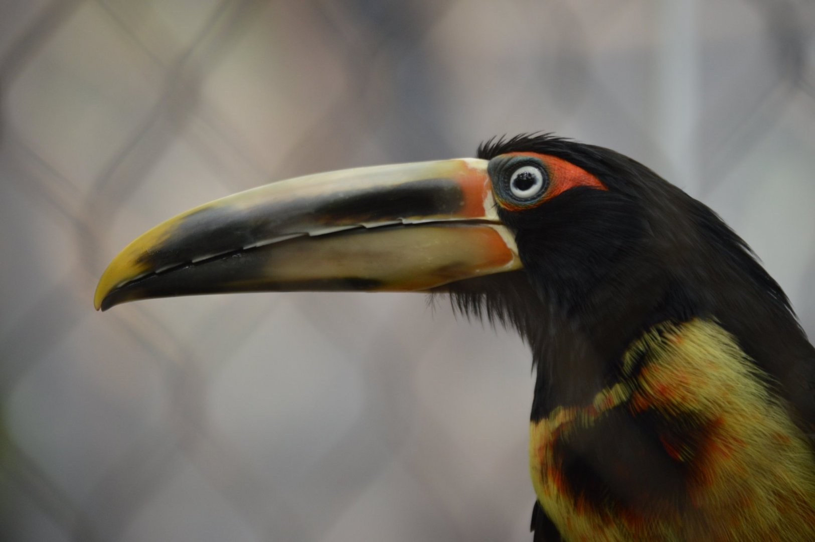 Pteroglossus frantzii