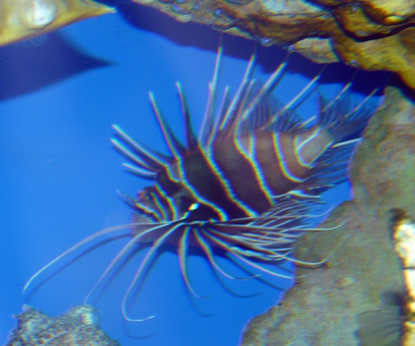 Pterois radiata (ID by Great Argus)
