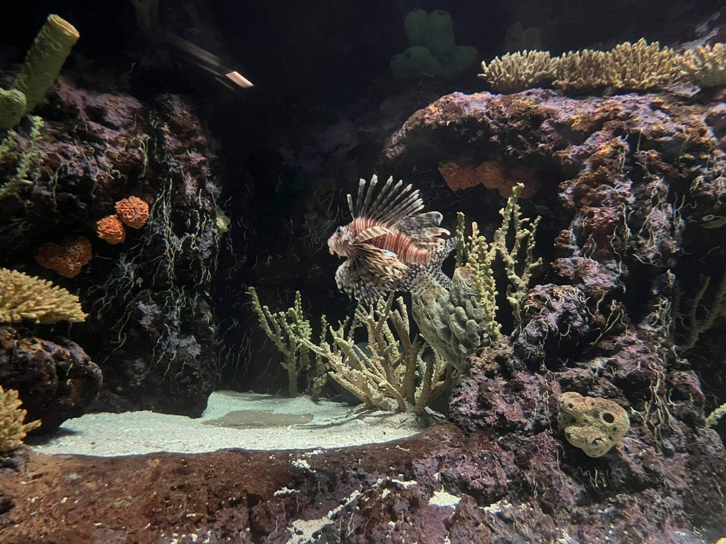 Pterois volitans in burgers ocean