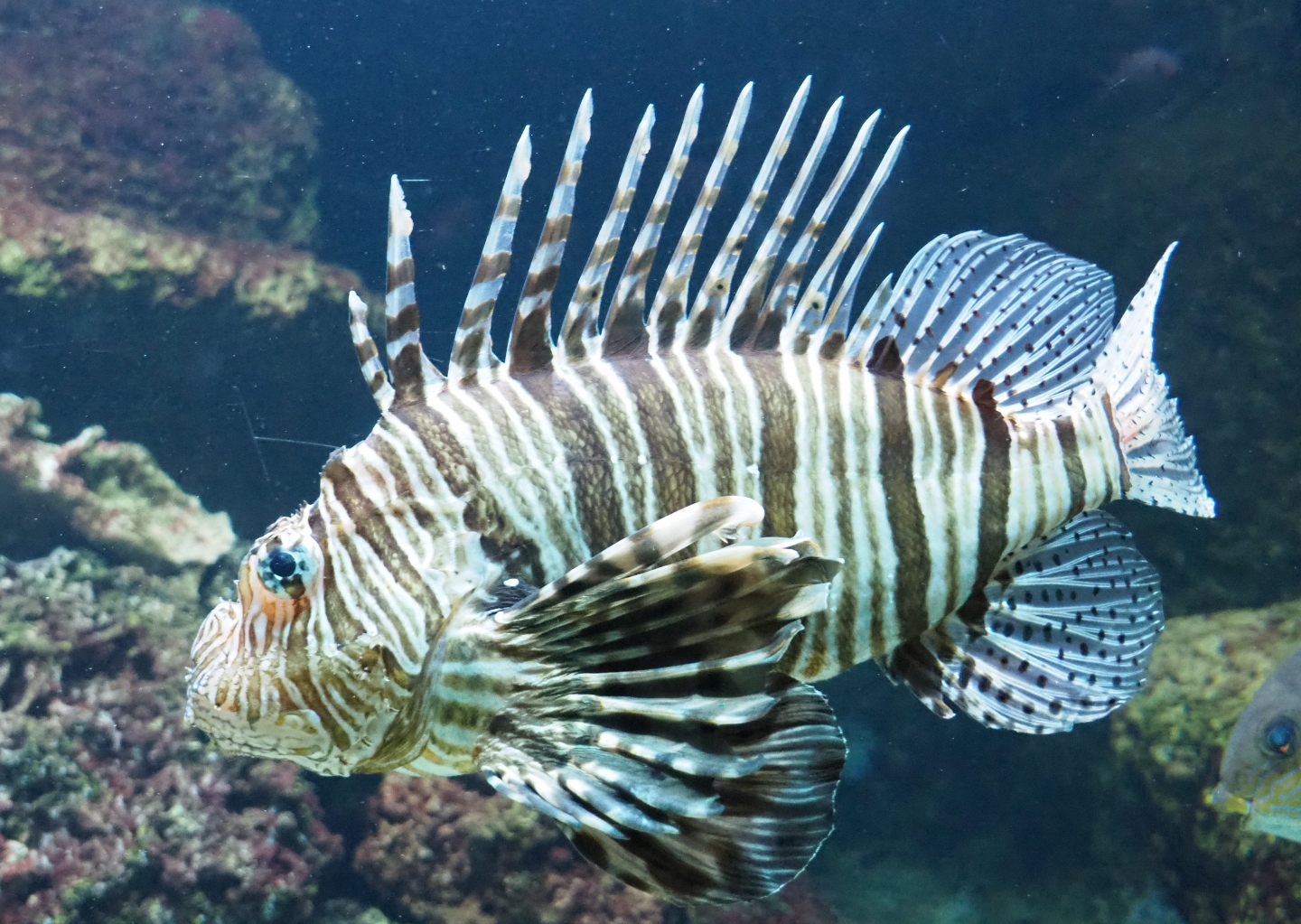 Pterois volitans lionfish (Feb 27th, 2019)