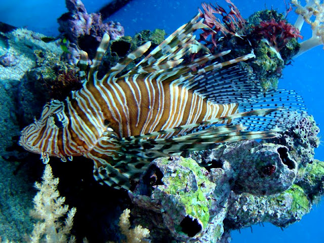 Pterois volitans