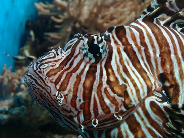 Pterois volitans