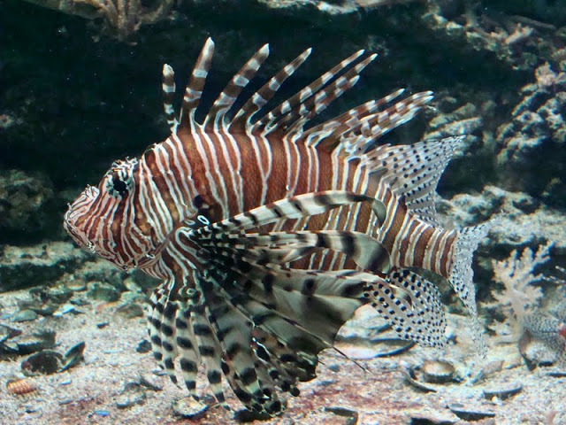 Pterois volitans