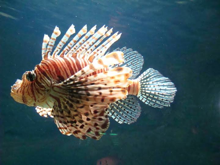 Pterois volitans
