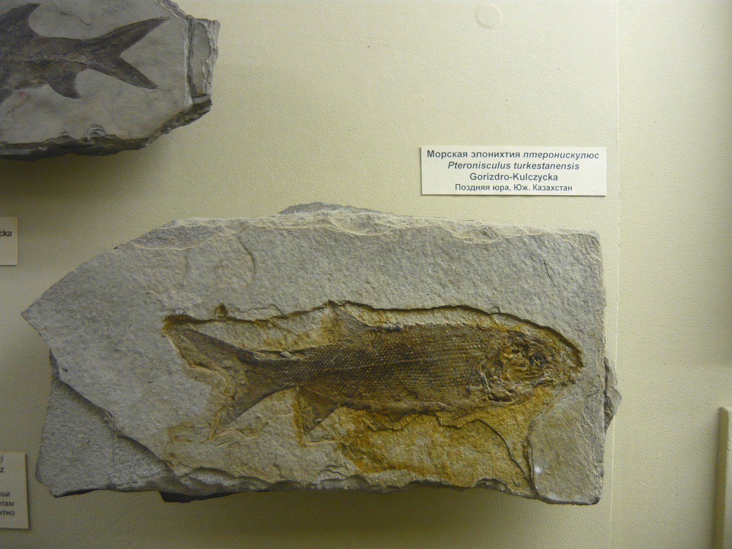 Pteronisculus turkestanensis