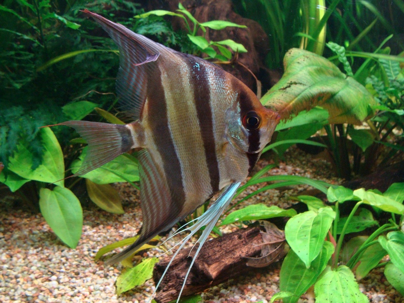 Pterophyllum altum