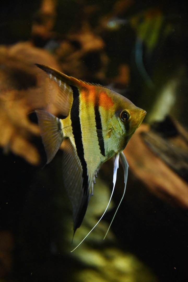 Pterophyllum scalare