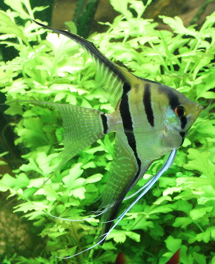 Pterophyllum species "Peru"