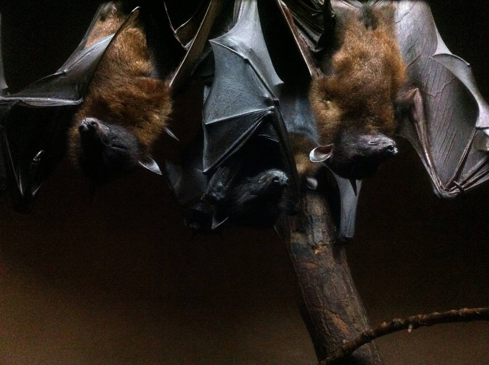 Pteropus giganteus, Indian Flying Fox