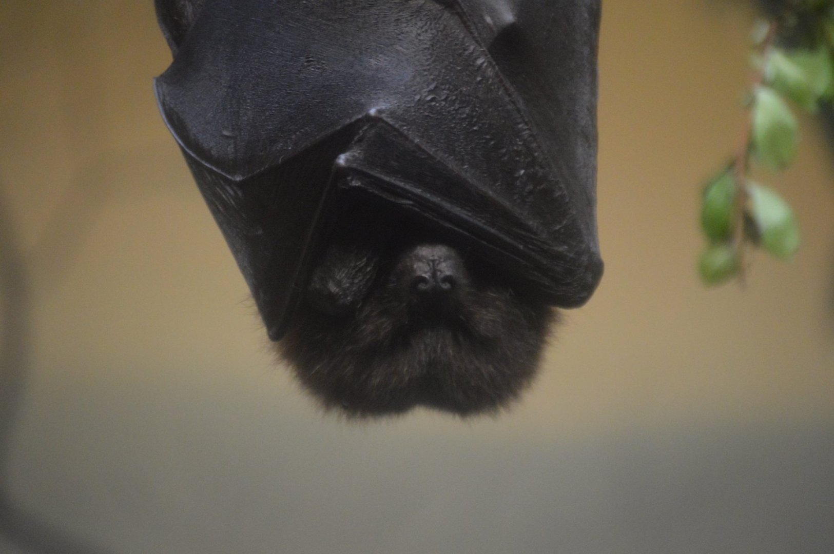 Pteropus rodricensis