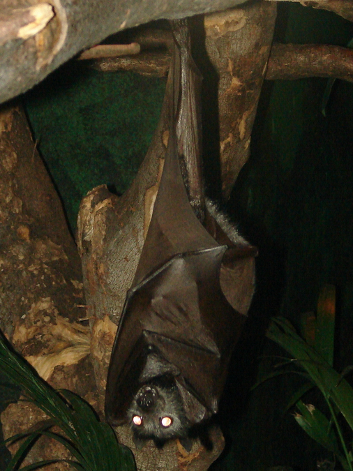 Pteropus vampyrus / Large flying fox