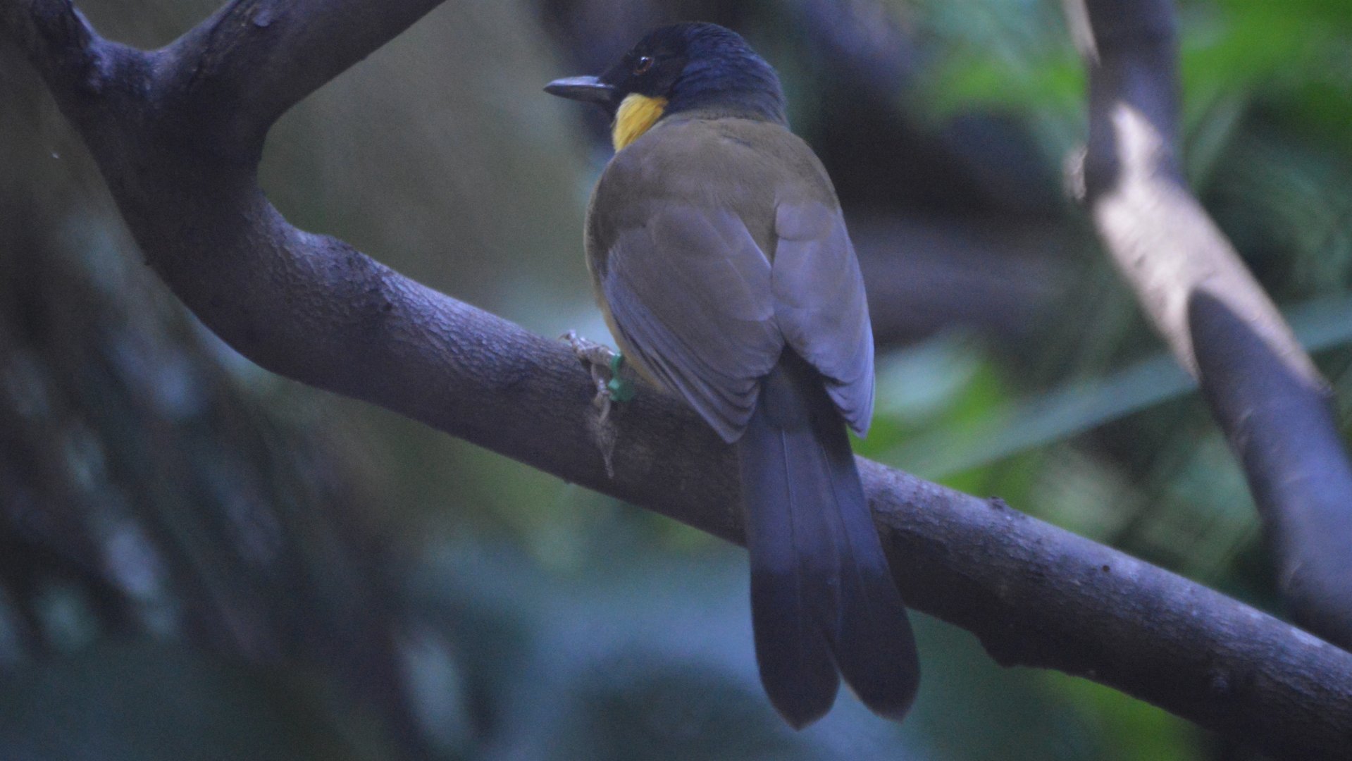 Pterorhinus courtoisi