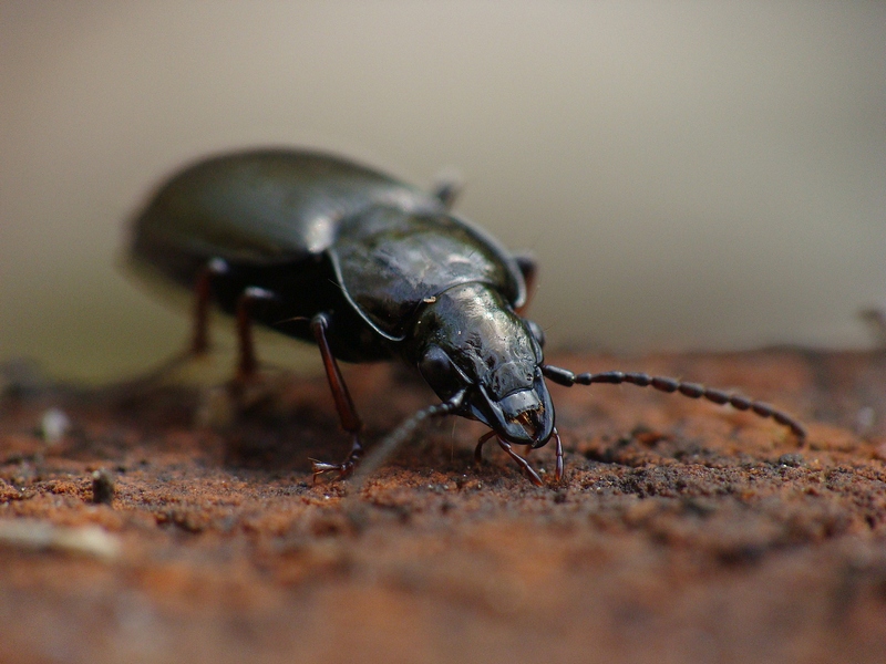 Pterostichus sp.