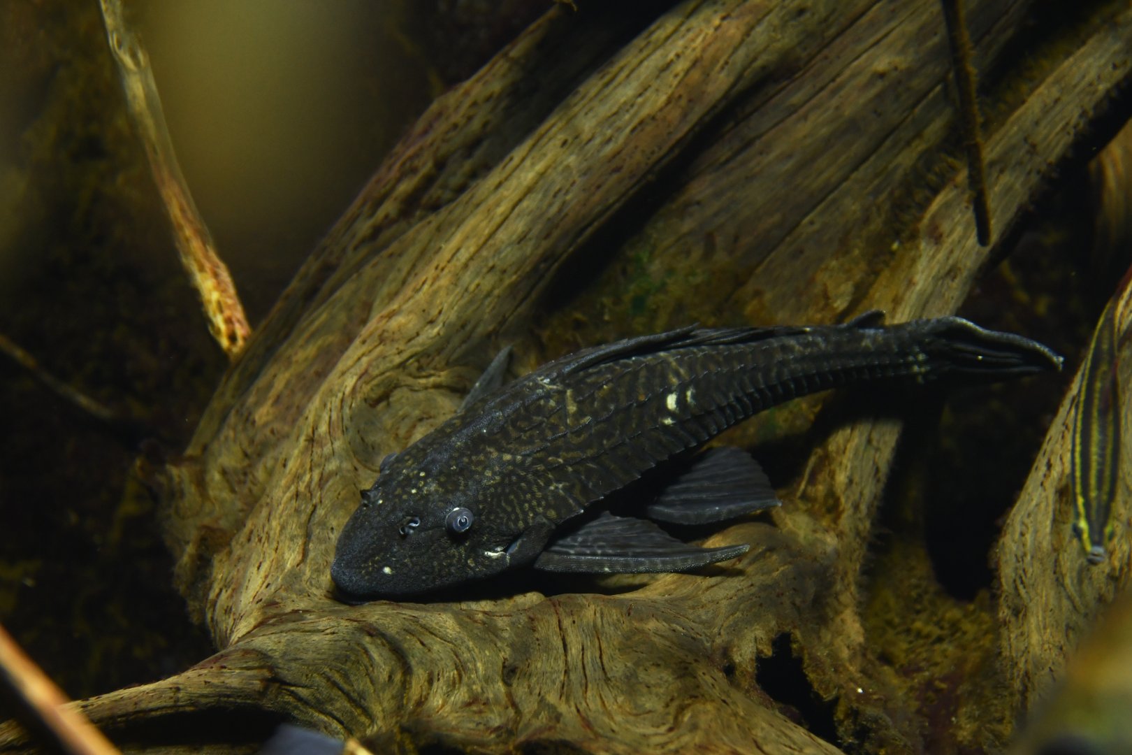 Pterygoplichthys gibbiceps