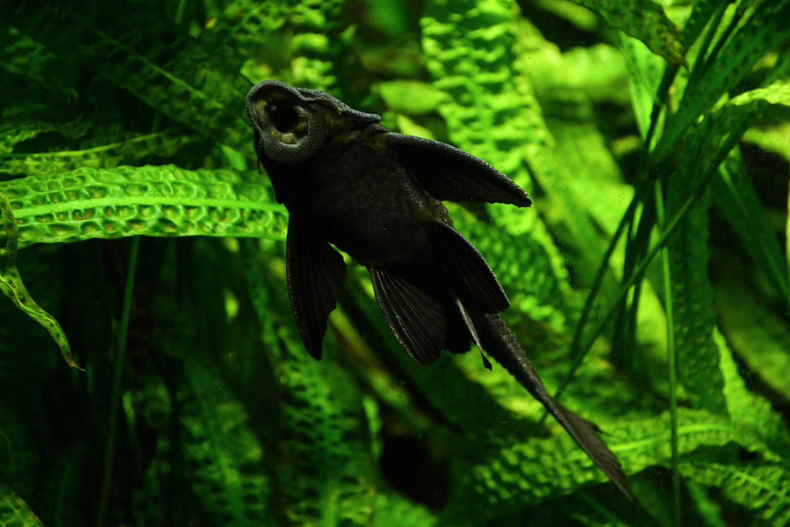 Pterygoplichthys pardalis